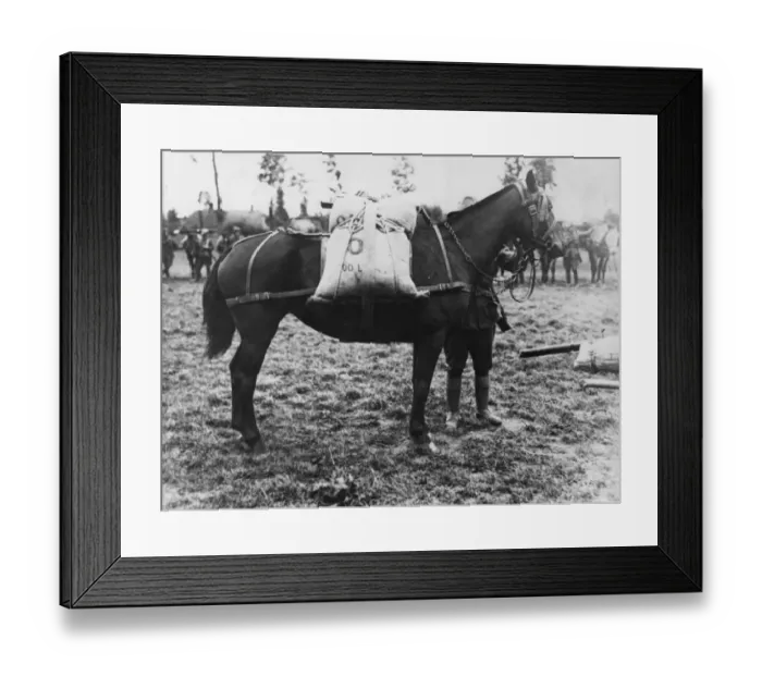 Framed Print : Pack Horse Framed Print : Pack Horse