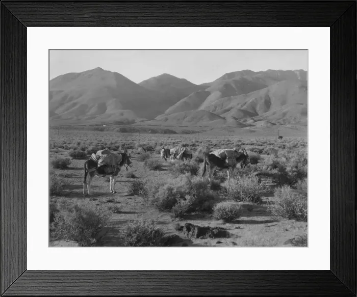 Framed Print : Desert Burros