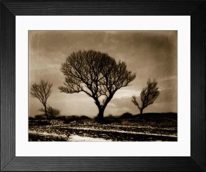 Framed Print : Three Trees Framed Print : Three Trees