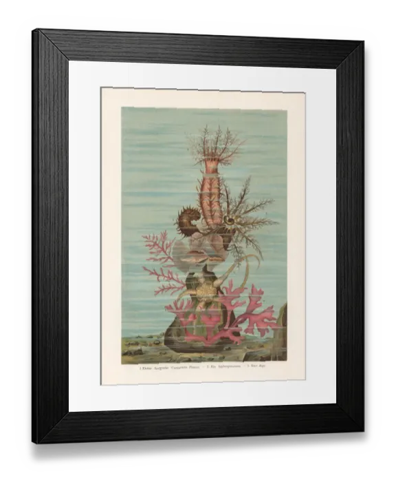Framed Print : Sea ??cucumber, chromolithograph, published in 1897 Framed Print : Sea ??cucumber, chromolithograph, published in 1897