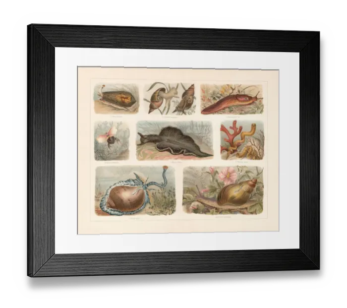 Framed Print : Snails (Gastropoda), chromolithograph, published in 1897 Framed Print : Snails (Gastropoda), chromolithograph, published in 1897