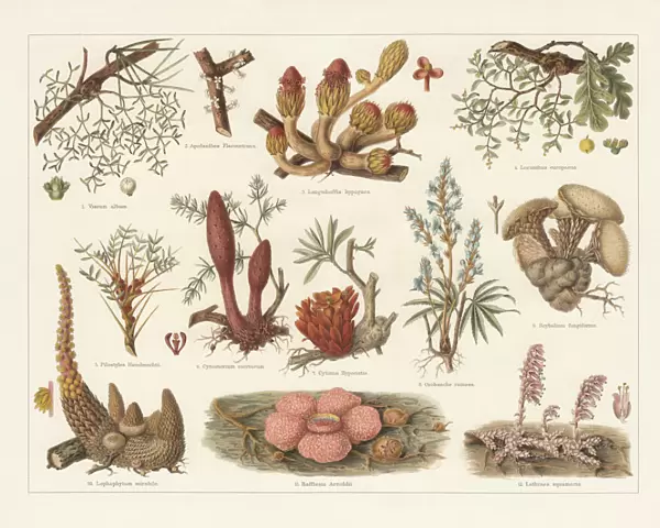 Parasitic plants, chromolithograph, published in 1897