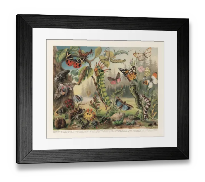 Framed Print : Defence mechanisms of different insects, chromolithograph, published in 1897