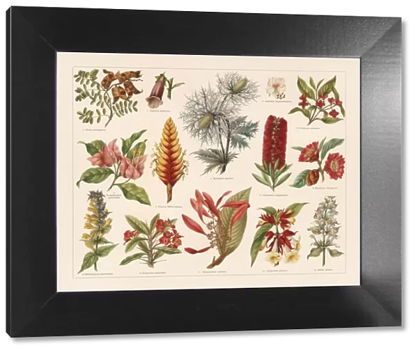 Tropic, evergreen, and poisonous plants, chromolithograph, published in 1897