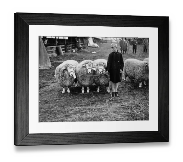 Framed Print : Boy And Rams Framed Print : Boy And Rams