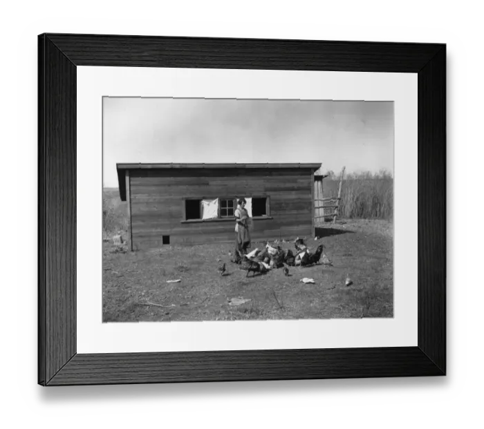 Framed Print : Feeding Chickens