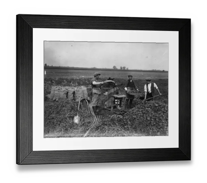 Framed Print : Potato Cleaning Framed Print : Potato Cleaning