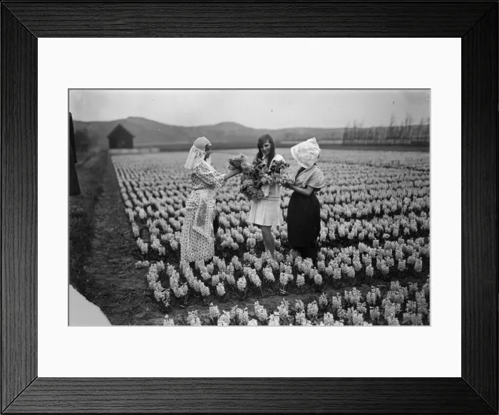 Framed Print : Haarlem Honour Framed Print : Haarlem Honour