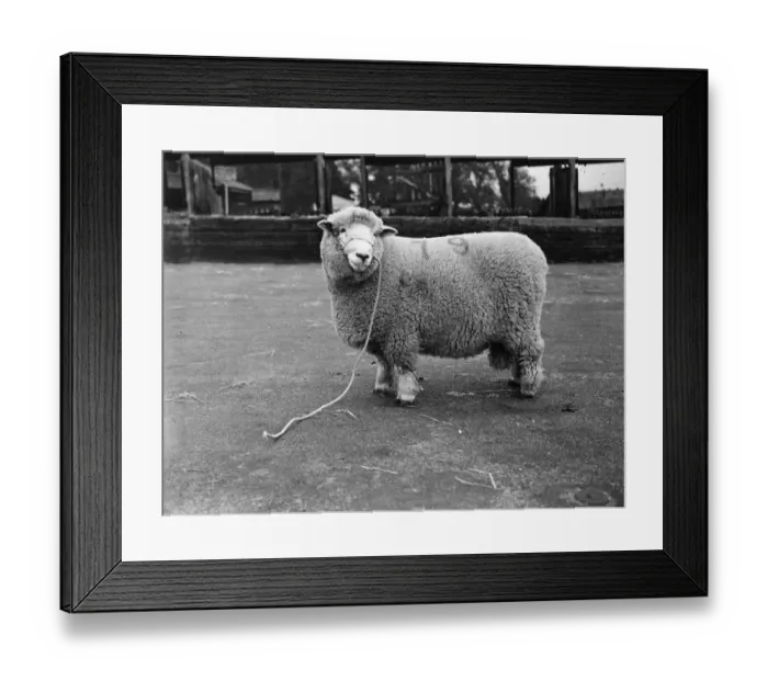 Framed Print : Prizewinning Ram Framed Print : Prizewinning Ram