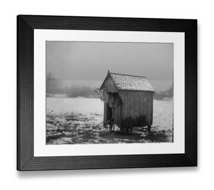 Framed Print : Christmas Ram Framed Print : Christmas Ram