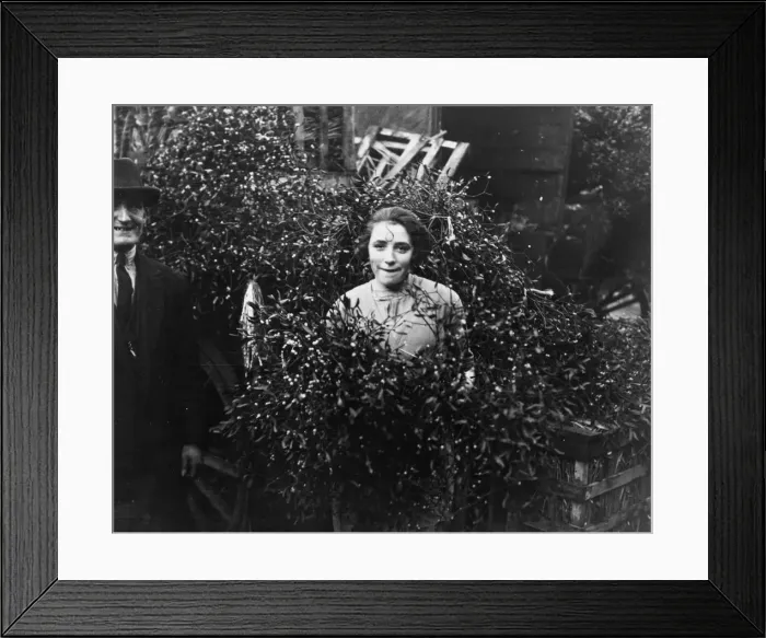 Framed Print : First Mistletoe