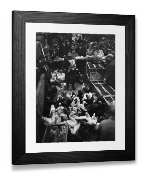 Framed Print : Table Birds Framed Print : Table Birds
