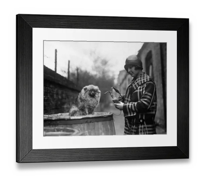 Framed Print : Pomeranian Dog
