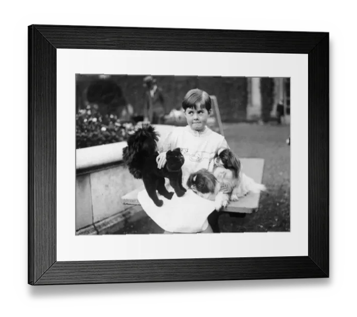 Framed Print : Kennel Club Framed Print : Kennel Club