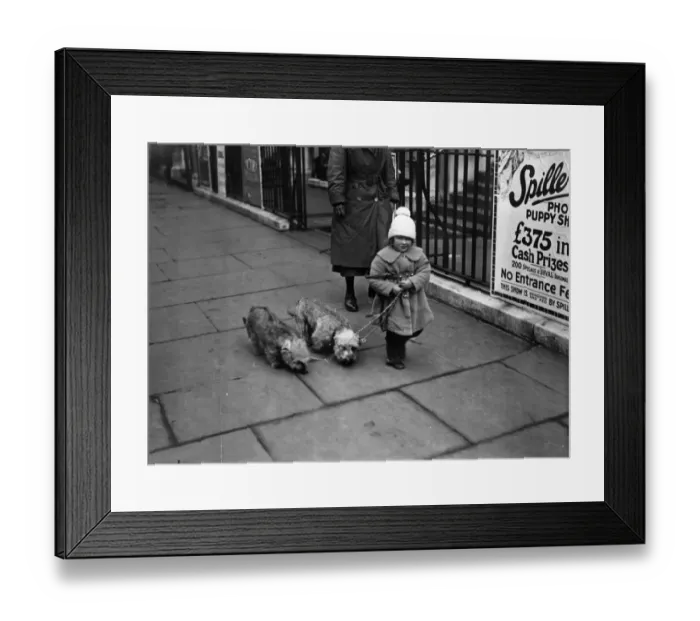 Framed Print : Dog Show Entry Framed Print : Dog Show Entry