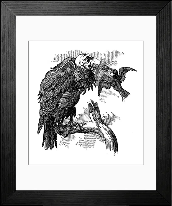 Framed Print : British London satire caricatures comics cartoon illustrations: feeding vulture Framed Print : British London satire caricatures comics cartoon illustrations: feeding vulture