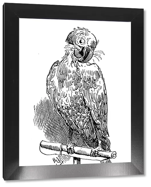 British London satire caricatures comics cartoon illustrations: Parrot