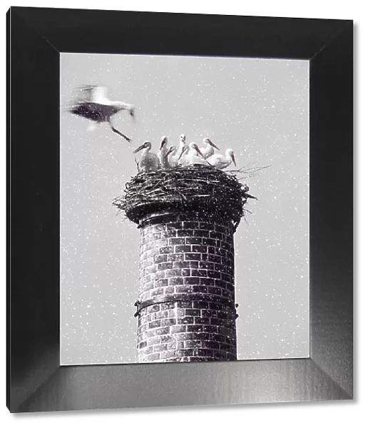 White storksnesting atop chimney