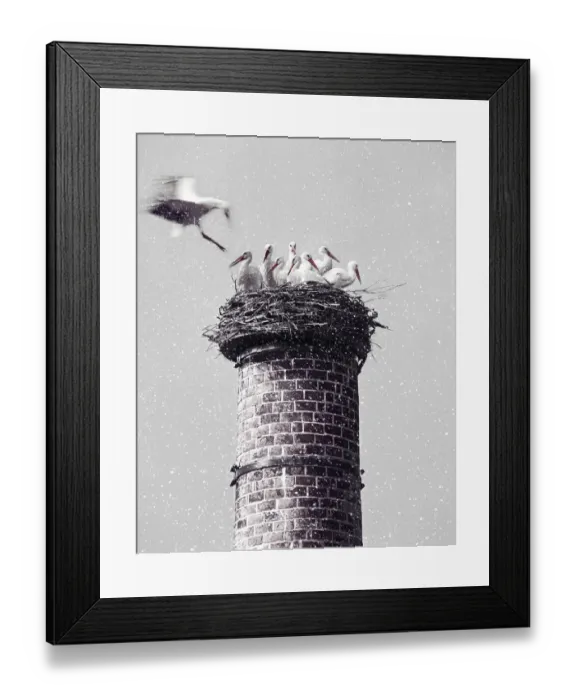 Framed Print : White storksnesting atop chimney
