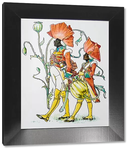 Antique illustration of humanized flowers and plants: Poppy