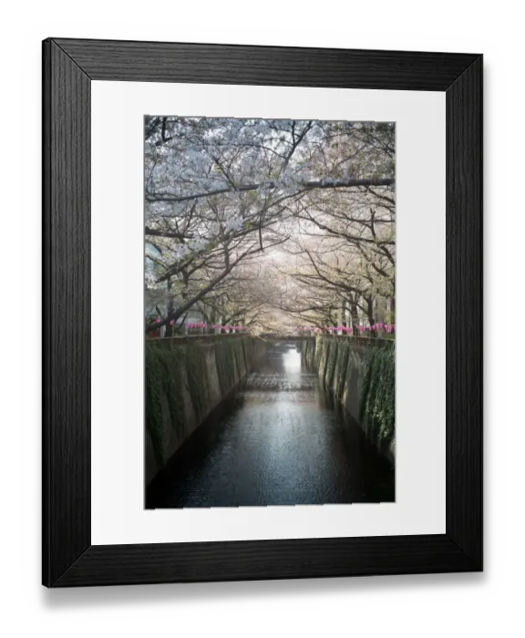 Framed Print : Cherry blossom canal Framed Print : Cherry blossom canal