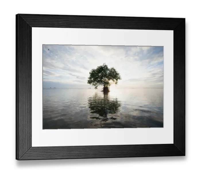 Framed Print : single tree on the water Framed Print : single tree on the water