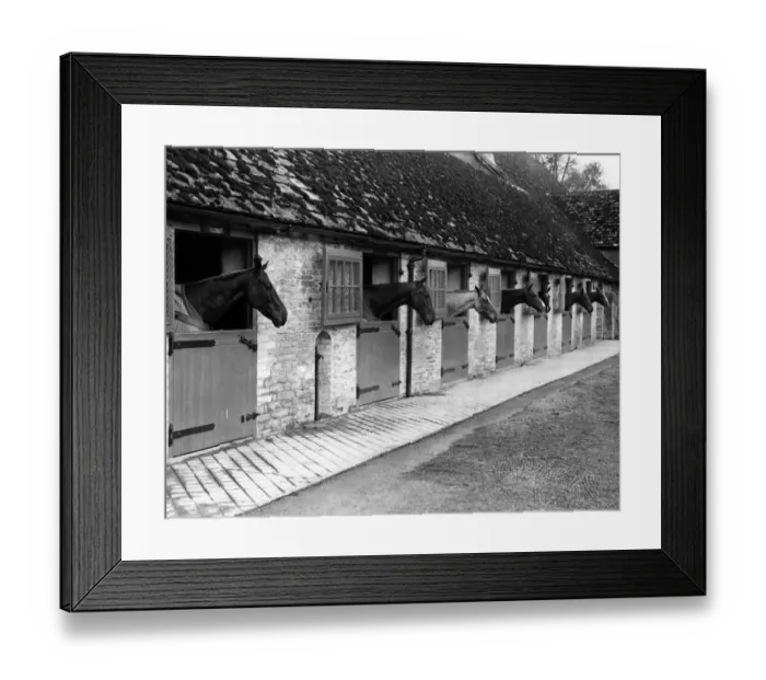 Framed Print : Polo Ponies Framed Print : Polo Ponies