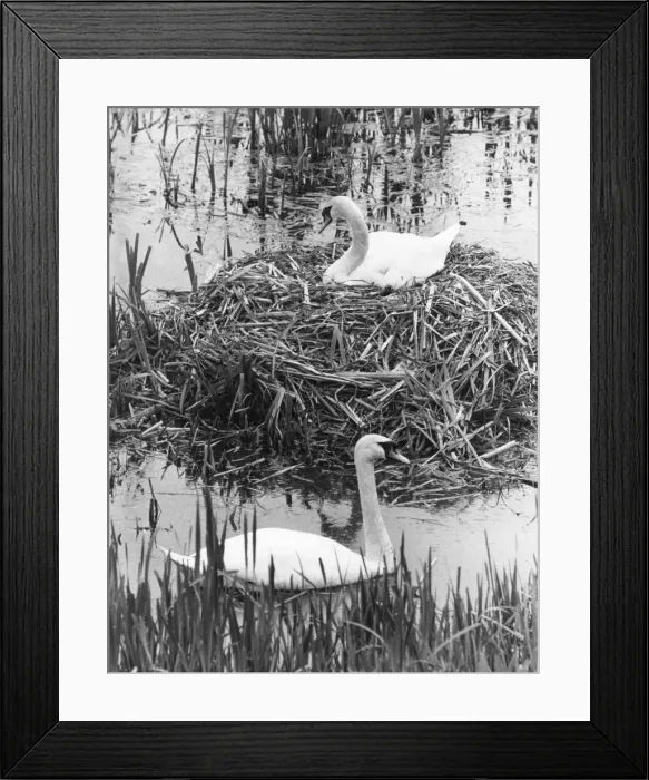 Framed Print : Couple Of Swans Framed Print : Couple Of Swans