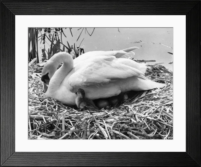 Framed Print : First Cygnet Emerges Framed Print : First Cygnet Emerges