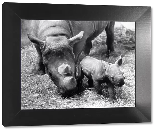 Two Day Old Rhino
