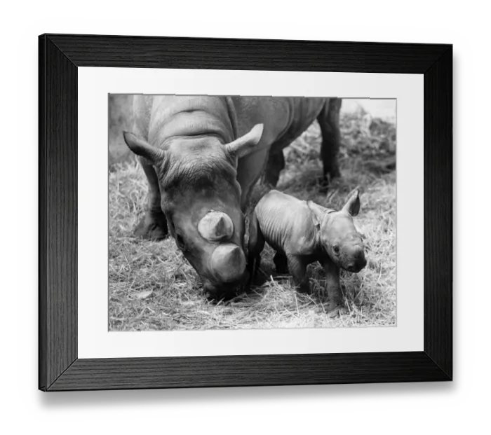 Framed Print : Two Day Old Rhino