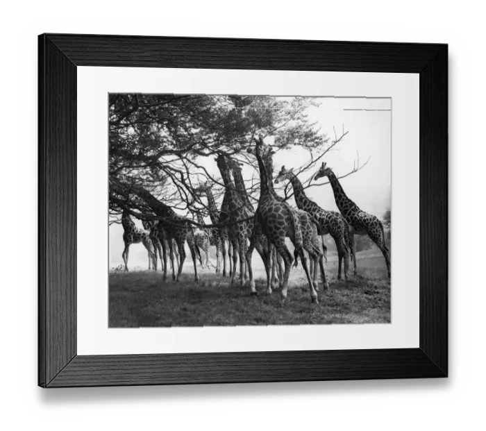 Framed Print : Giraffe Herd Framed Print : Giraffe Herd