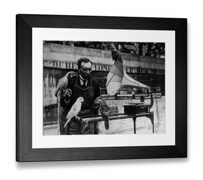 Framed Print : Deaf As A Parrot Framed Print : Deaf As A Parrot