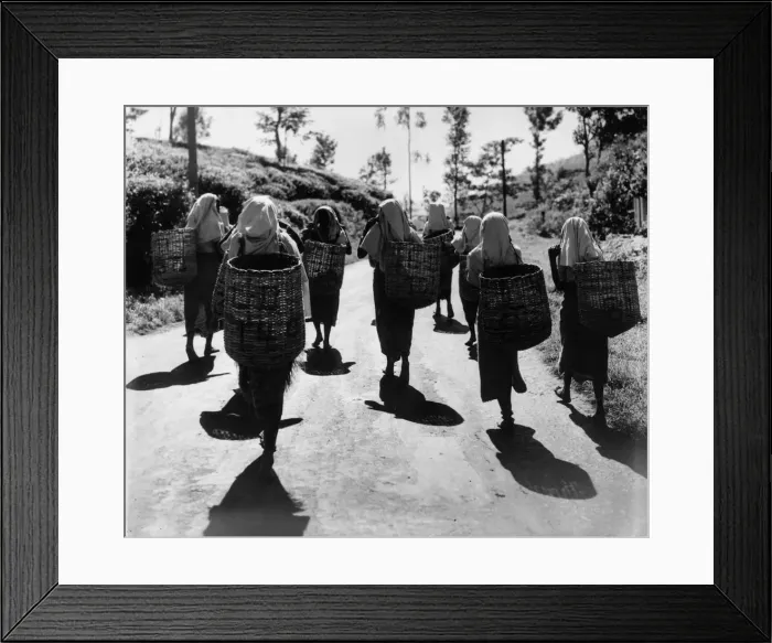 Framed Print : Tea Time. 11th January 1960: Tea estate workers make their way home after Framed Print : Tea Time. 11th January 1960: Tea estate workers make their way home after