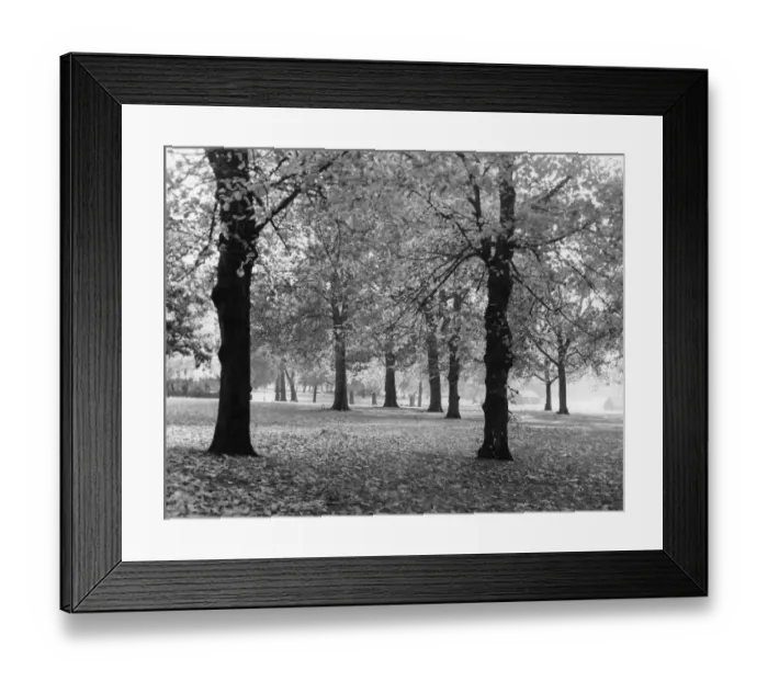 Framed Print : Autumn Leaves Framed Print : Autumn Leaves