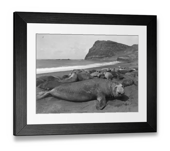 Framed Print : Sea Elephant Framed Print : Sea Elephant