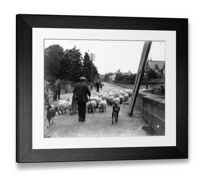 Framed Print : Great Lamb Trek Framed Print : Great Lamb Trek