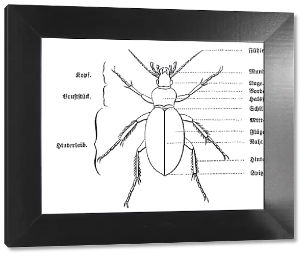 Anatomy of a beetle