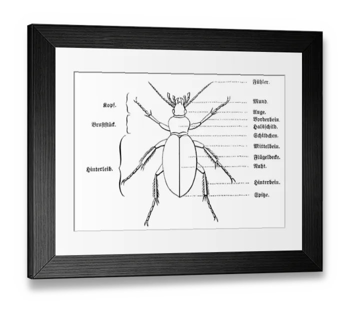 Framed Print : Anatomy of a beetle Framed Print : Anatomy of a beetle