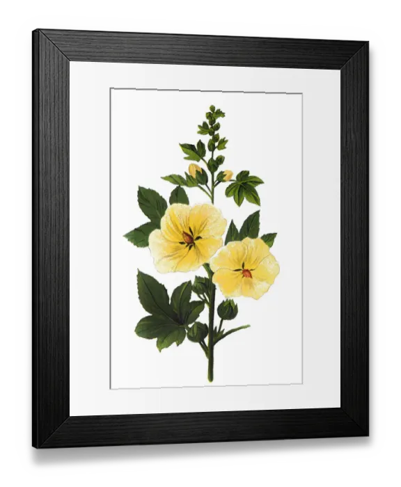 Framed Print : Alcea rosea, the common hollyhock Framed Print : Alcea rosea, the common hollyhock