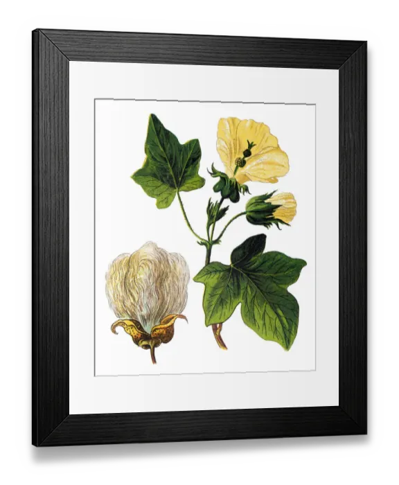 Framed Print : Gossypium barbadense, also known as extra-long staple (ELS) cotton Framed Print : Gossypium barbadense, also known as extra-long staple (ELS) cotton