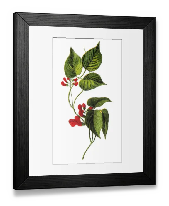 Framed Print : Phaseolus coccineus, known as runner bean, butter bean, scarlet runner bean, or multiflora Framed Print : Phaseolus coccineus, known as runner bean, butter bean, scarlet runner bean, or multiflora
