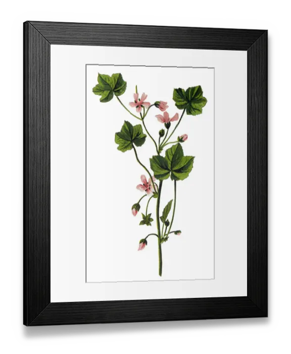 Framed Print : Malva neglecta, common mallow Framed Print : Malva neglecta, common mallow