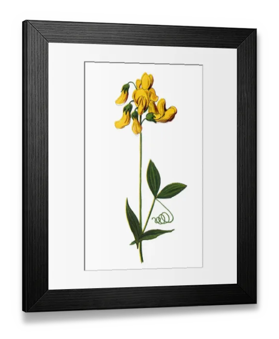 Framed Print : Lathyrus pratensis or meadow vetchling, meadow pea Framed Print : Lathyrus pratensis or meadow vetchling, meadow pea