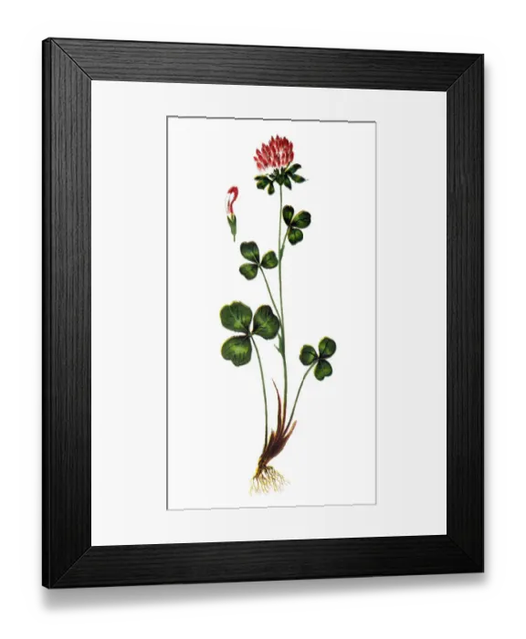 Framed Print : Trifolium pratense, the red clover Framed Print : Trifolium pratense, the red clover