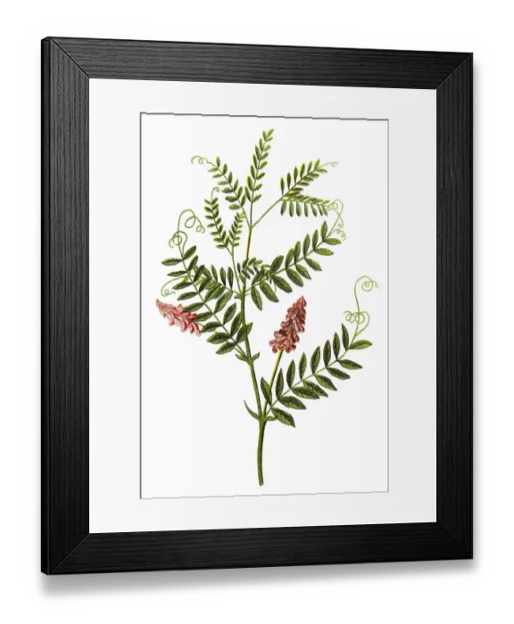 Framed Print : Vicia cracca (tufted vetch, cow vetch, bird vetch, blue vetch, boreal vetch)