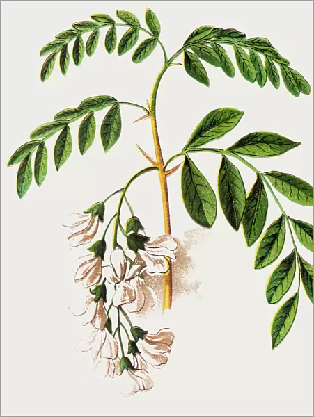 Robinia pseudoacacia, commonly known in its native territory as black locust
