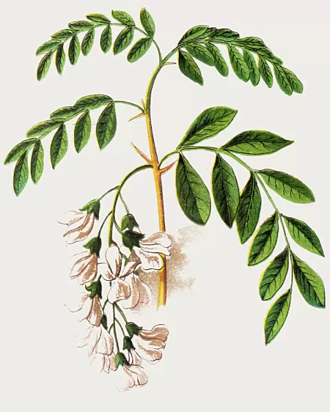 Robinia pseudoacacia, commonly known in its native territory as black locust