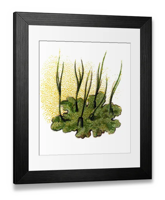 Framed Print : Phaeoceros laevis, the smooth hornwort Framed Print : Phaeoceros laevis, the smooth hornwort