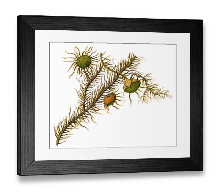Framed Print : Usnea barbata, old mans beard, or beard lichen Framed Print : Usnea barbata, old mans beard, or beard lichen